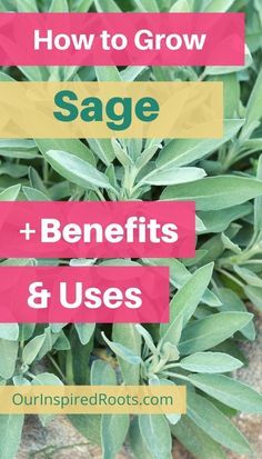 There are many sage benefits and uses from the kitchen to the apothecary and garden. Find out how to grow and use sage. #gardening #herbs Sage Health Benefits, Sage Benefits, Sage Uses, Growing Sage, Gardening Herbs, Sage Herb, Herbal Steam, Medicinal Herbs Garden, Sage Plant