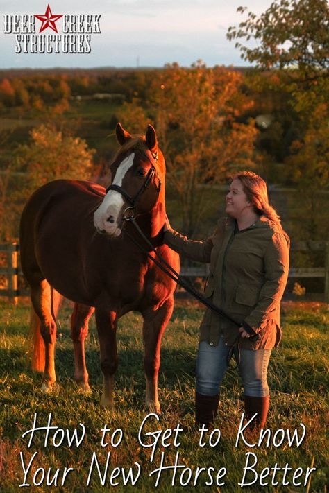 It’s natural to want to bond with your new horse, so read on for a few tips for making the bonding process feel easier and more natural. Horse Bonding Exercises, How To Care For A Horse, How To Bond With Your Horse, How To Take Care Of Horses, Buy A Horse, Small Barns, Books About Horses, Horse Information, Deer Creek