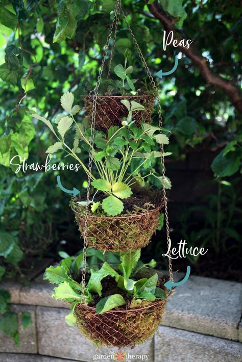 Simple Vegetable Gardening in Hanging Baskets - Garden Therapy Hanging Vegetable Basket, Potted Gardens, Hanging Basket Garden, Basket Garden, Gardening For Dummies, Garden Therapy, Country Garden Decor, Kitchen Plants, Garden Basket