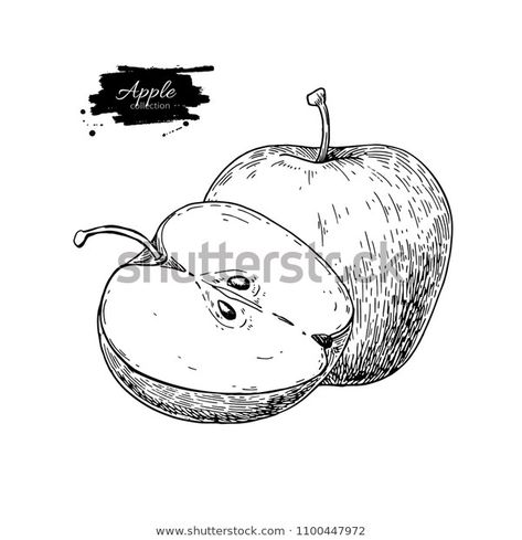 Apple Drawing Hand Drawn Fruit Sliced Stock Image | Download Now Apple Sketch, Fruit Sketch, Print Portfolio Design, Eco Food, Apple Illustration, Botanical Line Drawing, Recipe Drawing, Food Vector, Free Hand Drawing