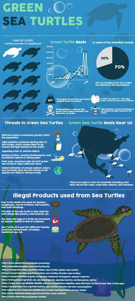 Sea Turtle Infographic Sea Turtle Infographic, Sea Turtle Poster Project, Turtle Infographic, Beach Infographic, Ocean Animals Preschool, Human Body Systems Projects, Ocean Activities Preschool, Sea Turtle Wallpaper, Sea Turtle Nest