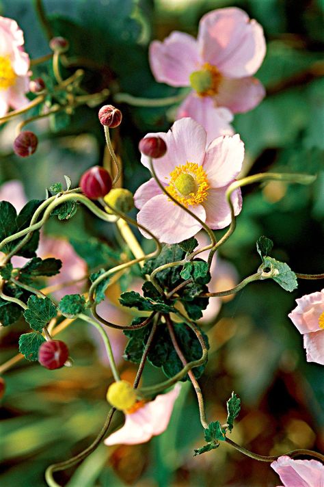 Japanese Anemone, Queen Charlotte, Anemone Flower, Language Of Flowers, Nature Garden, Perennial Garden, Shade Plants, Garden Inspired, Outdoor Ideas