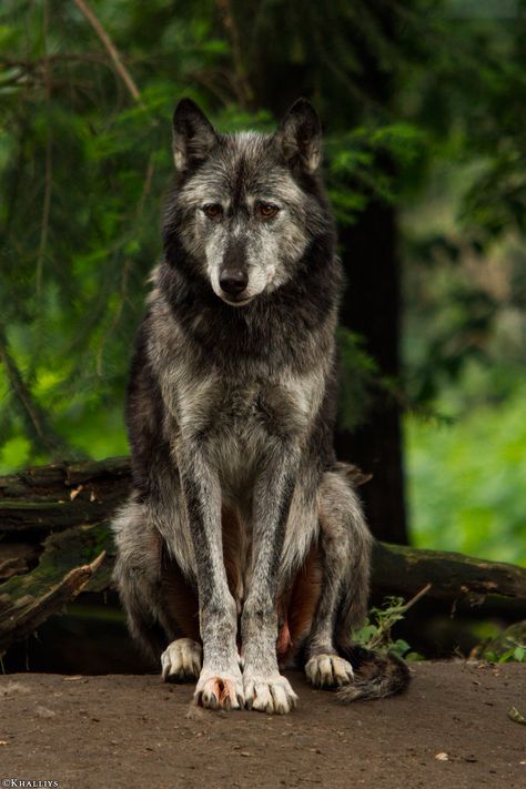 Werewolf Character, Wolf Sitting, Wolf Poses, Wolf Den, Beautiful Wolf, Safe Zone, Wolf Photography, Wolf Photos, Wolf Love