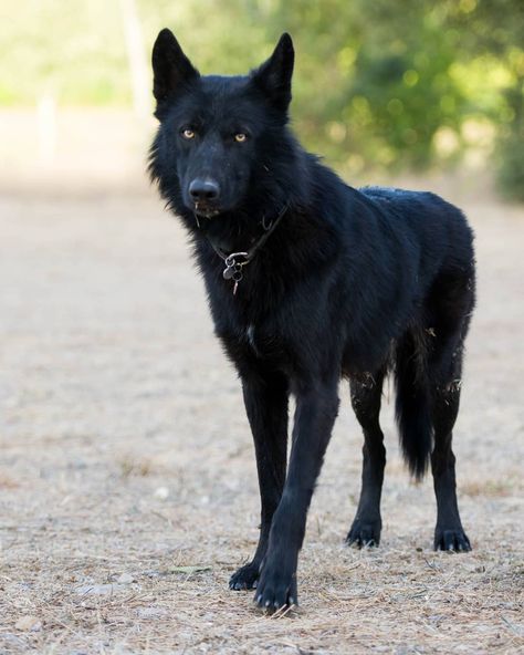 High Content Wolfdog, Black Wolfdog, Silly Wolves, Wolf Dog Hybrid, Wolfdog Hybrid, Wolf Poses, Wolf Dogs, Wolf Hybrid, Fox Dog