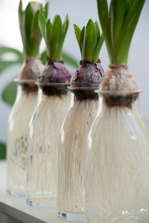 Flower Bulbs Indoors, Growing Bulbs Indoors, Types Of Tulips, Easiest Flowers To Grow, Growing Bulbs, Amaryllis Bulbs, Pea Gravel, Flower Bulbs, Garden Bulbs