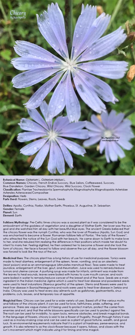 My correspondences chart for Chicory. - By Skyla NightOwl Magick Herbs, Magical Circle, Resin Business, Chaos Magick, Clock Flower, Medicinal Herbs Garden, Herbs Garden, Outside Plants, Sacred Plant