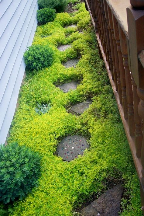 Creeping-Sedum Sedum Ground Cover, Creeping Plants, Retirement Goals, Interesting Plants, Ground Covering, Backyard Dreams, Ground Covers, Garden Walkway, Yard Project