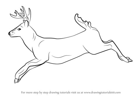 Deer Drawing Easy, Animals Step By Step, White Tailed Deer, Deer Drawing, Animal Anatomy, Deer Stand, Drawing Heads, Sleeping Through The Night, Whitetail Deer