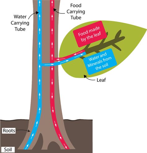 Essential Study Notes On Plant Transport System – Bluetree Education Group Plant Transport System, Agriculture Science Projects, Science Tlm, Transport In Plants, Process Of Photosynthesis, Neet Biology, Branches Of Science, Planting For Kids, Plant Activities