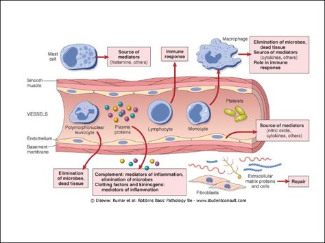 Pathology Notes, Basement Membrane, Signs Of Inflammation, Mcat Study, Inflammation Causes, Health Fitness Inspiration, Medicine Book, Cell Biology, 2nd Year