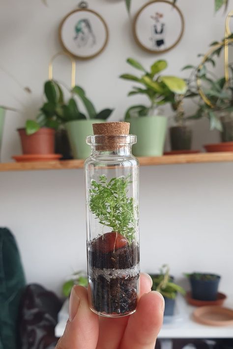 Mini Terrarium - a mini ecosystem for a tiny moss. Small Moss Terrarium, Small Terrarium, Terrarium Ideas, Beautiful Terrariums, Mini Terrarium, House Plants Decor, Fancy Bags, Ecosystem, Plant Lover