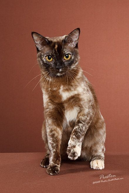 Tortoiseshell sepia point self Brindle Cat, Lackadaisy Oc, Warrior Oc, Oc Pictures, Cat Poses, Cat References, Rare Cats, Cat Reference, Cute Cat Breeds