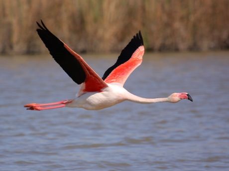 A FLYING FLAMINGO?!?!?  ( ) _ ( ) i never knew they could fly...  Well, you don't see that everyday. Flamingo Printables, Flying Flamingo, Bird Wings Costume, Bird Themed Wedding, Flamingo Stuff, Greater Flamingo, Flamingo Pictures, Flamingo Photo, Black Bird Tattoo