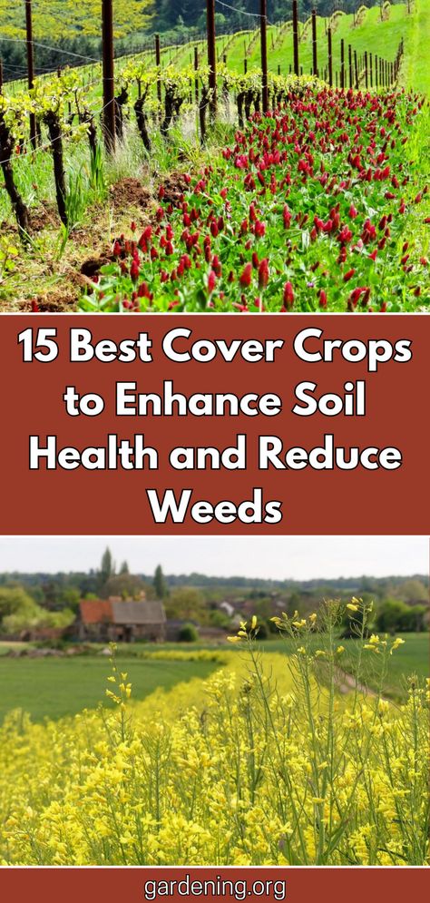 Cover Crops For Raised Beds, Regenerative Gardening At Home, Clover Cover Crop, Cover Crops To Improve Soil, Cover Crops For Gardens, Cover Cropping, Cover Crops, Veg Garden, Home Vegetable Garden