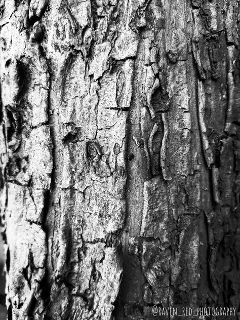 Texture Photography Black And White, Natural Forms Black And White, Tree Photography Black And White, Senses Art, Magical Trees, Texture Sketch, Scrimshaw Art, Black And White Texture, Painting Journal