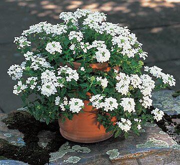 Summer Snow ¿ Verbena and Strawberry Jar Collection White Verbena, Verbena Plant, Xeriscape Front Yard, Zinnia Garden, Front Flower Beds, White Flower Farm, Moon Garden, Garden Containers, Annual Flowers