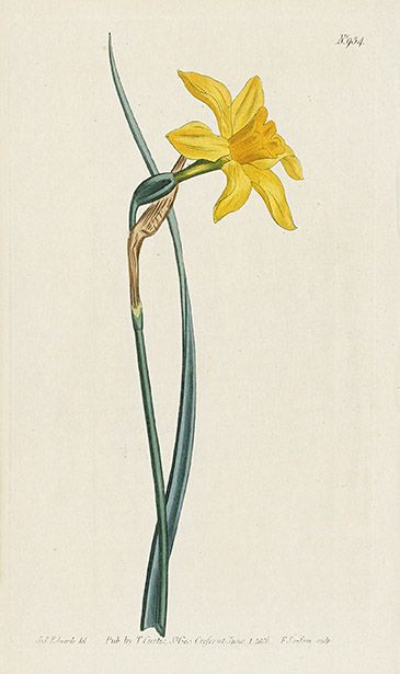 Jonquil Flower Drawing, Daffodil Botanical Illustration, Narcissus Photography, Narcissus Drawing, Narcissus Flower Drawing, Daffodil Photography, Narcissus Tattoo, Daffodil Painting, Abstract Painting Acrylic Modern