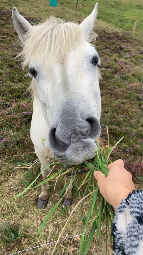 Feeding Horses Aesthetic, Horse Feeding, Feeding Horses, Horse Cute, Buy A Horse, Horse Feed, Horse Aesthetic, Cute Horses, Vision Board