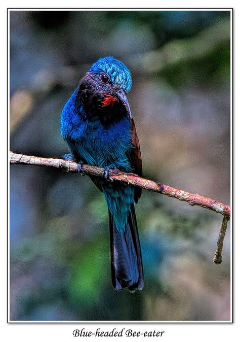 Edge Of Forest, Bee Eater, In Pairs, Colorful Birds, Kingfisher, Dark Forest, Kenya, Old World, Beautiful Nature