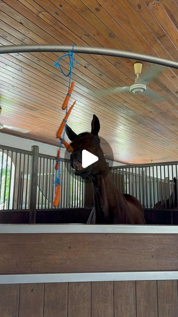 Gianna Avery🇺🇸 on Instagram: "The things we in our free time😂🤪🥕🐴 #horses #dressagehorses #carrotonstring #fy #equestrian" Horse Pics, Dressage Memes, Horse's Neck, Plastic Surgery Gone Wrong, Comedy Clips, Western Horse Jumping, Free Horses, Morgan Horse, Funny Horse Riding Memes