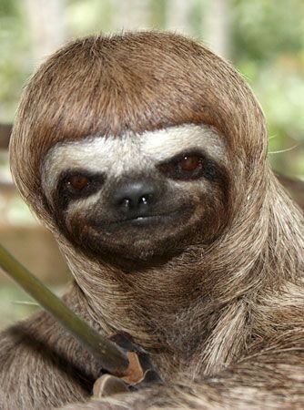 Just 15 Silly Photos Of Smiling Sloths To Cheer You Up - I Can Has Cheezburger? Cute Sloth Pictures, Smiling Animals, Ugly Animals, A Sloth, Silly Photos, Sloths Funny, Baby Sloth, Funny Fashion, Animale Rare