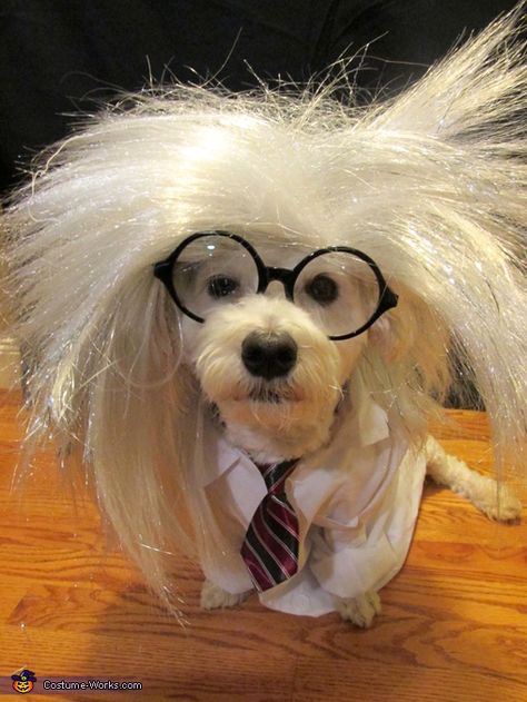 Mad Scientist - Halloween Costume Contest via @costume_works Science Day Costume, Mad Scientist Halloween Costume, Kids Lab Coat, Mad Scientist Costume, Scientist Costume, Mad Scientist Halloween, Best Dog Costumes, 2015 Halloween Costumes, Science Day