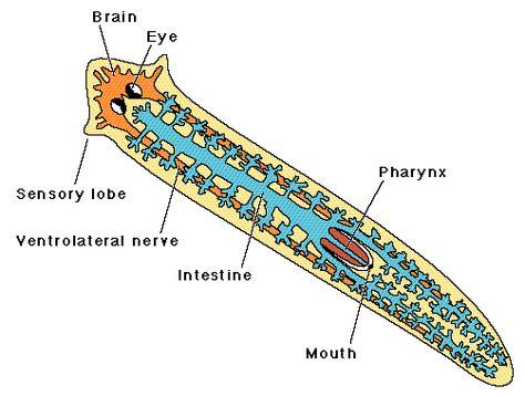 flatworm Roundworm link http://www.biologycorner.com/bio1/notes_roundworms.html Phylum Platyhelminthes, Biology Worksheet, Biological Diversity, Intestinal Parasites, Parasite Cleanse, Insect Collection, Kingdom Animalia, Simple Machines, Large Intestine