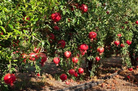 Grow Pomegranate, Indoor Plants Pet Friendly, Fast Growing Fruit Trees, Growing Lemon Trees, Growing Trees, Growing Fruit Trees, Growing Lavender, Starting A Vegetable Garden, Pomegranate Fruit