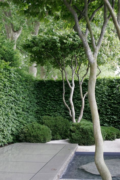 Parrotia Persica, Modern Garden Design, Contemporary Garden, Garden Landscape Design, Chelsea Flower, Chelsea Flower Show, Gorgeous Gardens, Courtyard Garden, Garden Trees