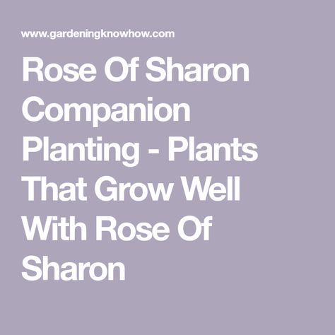 Rose Of Sharon Tree, Rose Of Sharon Bush, Backyard Garden Beds, Planting Plants, Companion Plants, Planting Ideas, Yard Project, Rose Of Sharon, Food Forest