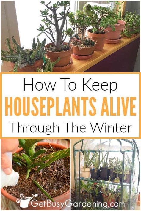 Once it is getting near winter, you might be wondering how to care for your houseplants during the colder months. This comprehensive guide covers all aspects of indoor plant maintenance for winter, so you can keep your carefully grown greenery alive. Learn everything about winter houseplant care, from maintaining humidity and light, to adjusting your watering schedule to account for changes in soil moisture, fertilizing, and more! Get all the best tips and tricks for healthy, thriving plants. Bringing In Plants For Winter, Winter Indoor Plant Setup, Watering Indoor Plants Tips, How To Bring Plants Inside For Winter, House Plant Tips And Tricks, Winter Plants Indoor, Moving Plants Indoors For Winter, Bringing Plants Inside For Winter, Winterize Plants