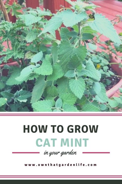 Cat Mint Plant Perennials, Cat Mint Plant, Cat Mint, Leaf Identification, Mint Herb, Sustainable Homestead, Mint Seeds, Homestead Ideas, Cut Cat