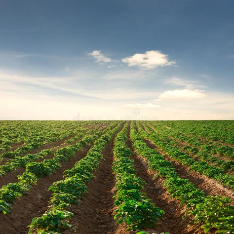 Potato field on a sunset under blue sky. Landscape , #Aff, #sunset, #field, #Potato, #Landscape, #sky #ad Potato Field Farms, Farm Fields Landscapes, Commune Ideas, Agriculture Aesthetic, Potato Farming, Potato Farm, Blue Sky Landscape, Photo Ciel, Sunset Field