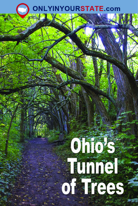 Freezing Vacation Destinations #vacationhome #TravelBlog Day Trips In Ohio, Ohio Hiking, Tunnel Of Trees, Ohio Attractions, Ohio Destinations, Ohio Vacations, Trees Photography, Outdoor Antenna, Photography Forest