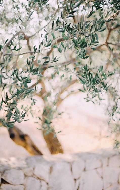 Rivers And Roads, Earthy Home, Olive Grove, Olive Gardens, Floral Logo, Tree Wallpaper, Olive Garden, Foto Art, Olive Tree