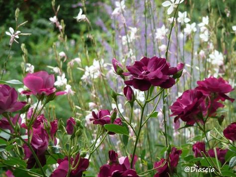 Blue, burgundy and white Burgundy Garden, Country Cottage Garden, Plant Friends, Flower Garden Design, Burgundy Flowers, Plant Combinations, White Gardens, Deco Floral, Bedding Plants