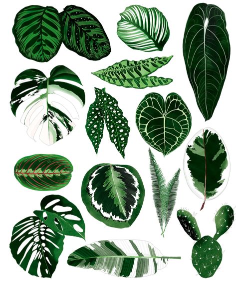 Danii Pollehn on Behance - Freelance Illustrator. This drawing/ painint is created digitally and shows lots of leaves from houseplants. This illustration art is created with procreate and includes calatheas, monstera variegata, ficus, Banana Leaf, cacti and Begonias. This is a modern botanical art piece and can be used as editorial illustration or a T-Shirt Design Monstera Variegata, Modern Botanical Art, Fleurs Diy, Plant Tattoo, Leaf Illustration, Paper Plants, Modern Botanical, Leaf Drawing, Plant Drawing