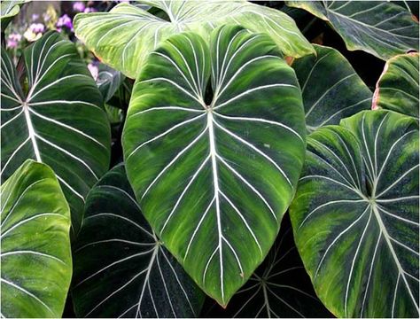 Tropical Rainforest Trees Leaf Rainforest Flowers, Rainforest Trees, Rainforest Theme, Rainforest Plants, Jungle Flowers, Tanaman Indoor, Tropical Tree, Tropical Foliage, Amazon Rainforest