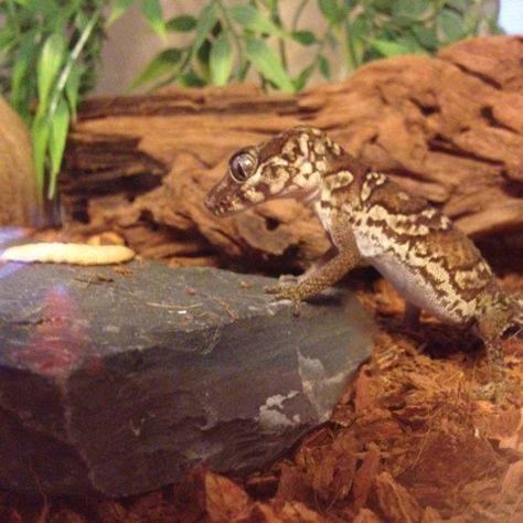 My Pictus Gecko honing in on a wax worm!! Yummie! Pictus Gecko, Baby Goats, Gecko, Reptiles, Goats, Favorite Things, Wax, Animals, Quick Saves