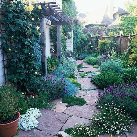 Drought Tolerant Garden, Wildlife Garden, Drought Tolerant Landscape, Climbing Rose, Front Yard Design, Garden Wallpaper, Easy Landscaping, Low Maintenance Landscaping, Side Garden