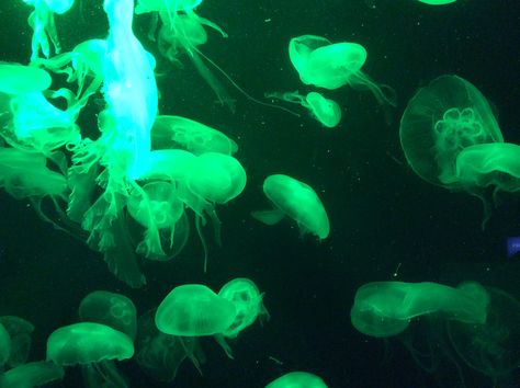 Green jellyfish Green Jellyfish, Fish Gif, Free Spirit Art, Green Wallpaper, Jellyfish, Sea Animals, Green Aesthetic, Ipad Wallpaper, Desktop Wallpaper