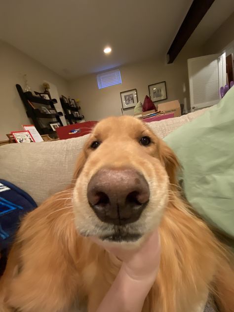 Iphone 11 Camera, Golden Retriever Rescue, Dog Golden Retriever, Dogs Golden Retriever, Good Boy, Golden Retrievers, I Love Dogs, Nebraska, Golden Retriever