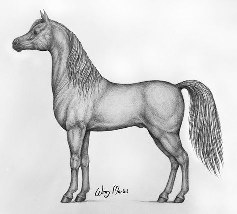 Horse Drawing Side View, Horse Side View, Easy Horse Drawing, Horse Head Drawing, Draw A Horse, حصان عربي, Arabian Horse Art, Graphic Novel Illustration, Welsh Pony