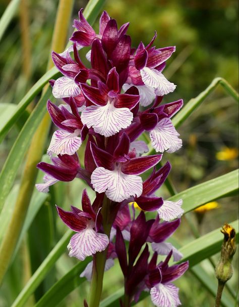 Name: Butterfly Orchid (Anacamptis papilionacea); Range: Mediterranean Basin Names Of Butterflies, Butterfly Orchid, Orchid Plant, Orchid Plants, Small Leaf, Pull Apart, Orchid Flower, Pink Butterfly, The Common