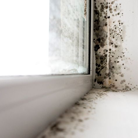 12 Hidden Signs Your House Could Have Toxic Mold Bathroom Mold Cleaner, House Mold, Toxic Mold, Mold In Bathroom, Cleaning Mold, Attic Insulation, Chimney Cap, Stucco Homes, Types Of Mold