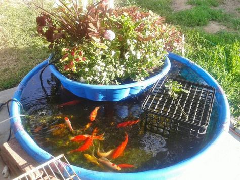 Aquaponic kiddie pool garden Aquaponics Indoor, Backyard Aquaponics, Aquaponics Diy, Aquaponic Gardening, Aquaponics System, Kiddie Pool, Hydroponics System, Growing Fruit, Organic Produce