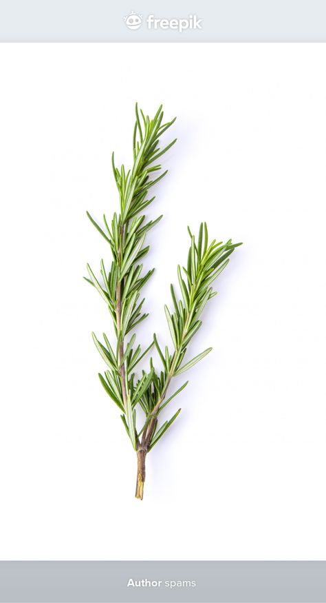 Hojas de romero en blanco Foto Premium | Premium Photo #Freepik #photo #hoja #hojas #blanco #planta White Leaves, Rosemary Leaves, Travel Brochure, Premium Photo, Rosemary, Flowers Bouquet, White