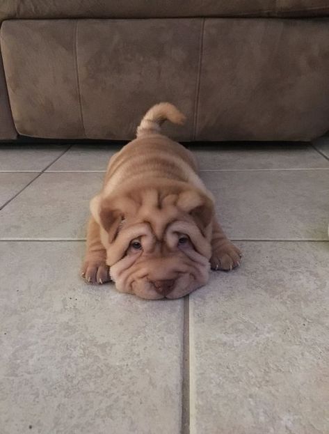 150 Best Chinese Shar-Pei Dog Names Sharpei Puppies, Puppy Barking, Haiwan Comel, Anak Haiwan, Shar Pei Dog, Cele Mai Drăguțe Animale, Psy I Szczenięta, Haiwan Lucu, Baby Animals Pictures