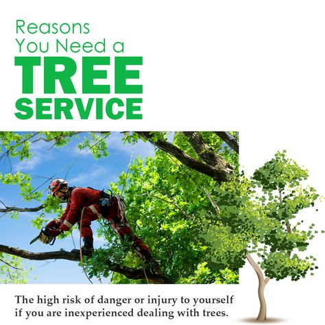 Need Tree Services? Let the professionals handle it! McAbee Tree Care offers major services such as tree removal, tree trimming, vista pruning, forestry mulching, grading and hauling. McAbee Tree Care will bring the knowledge and tools to complete our jobs properly and safely. Whatever your project will require will be brought to get the job done right. Boom trucks, loaders, dump trucks, chippers, mulchers or our experienced and seasoned tree climbers… we can bring one or all! Visit our website Forestry Mulching, Graphic Design Website, Posters Design, Tree Removal, Tree Service, Tree Trimming, Tree Care, Dump Trucks, Work For You