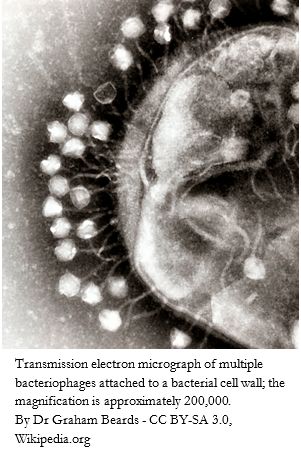 Candida Yeast Infection, Candida Yeast, Microscopic Images, Electron Microscope, Candida Diet, Cell Wall, Weird Food, Pharmacology, Microbiology